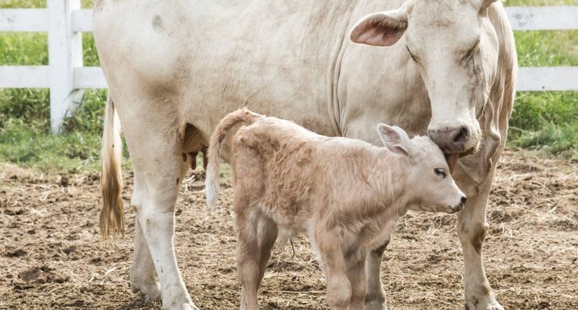 Qual è la differenza tra vitello e manzo?