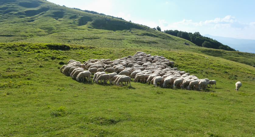 dove si allevano più ovini in Italia