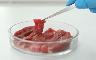 Cos’è la carne coltivata: pro e contro