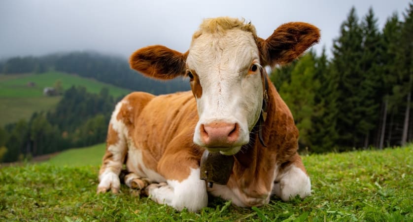 Come dormono le mucche e quante ore, bovine